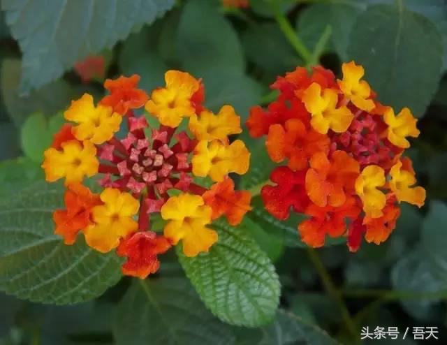 常见花卉盆栽图片大全及花名,常见园林花卉图片及名称简介