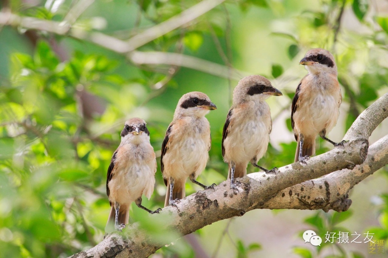 各路大鸟说：秀恩爱，那必须去春天的西湖啊！（拍鸟地图附上）