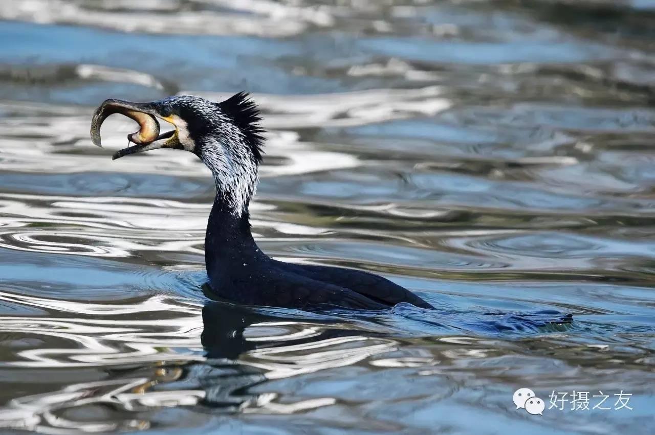 各路大鸟说：秀恩爱，那必须去春天的西湖啊！（拍鸟地图附上）