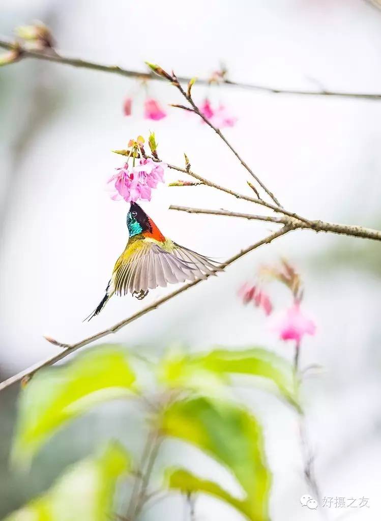 各路大鸟说：秀恩爱，那必须去春天的西湖啊！（拍鸟地图附上）