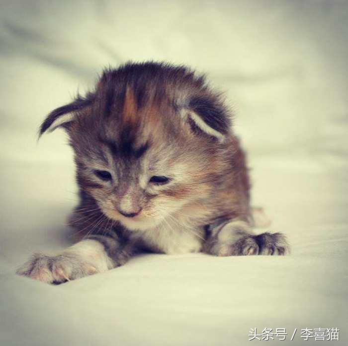 猫的外表特征,公的缅因猫有多帅