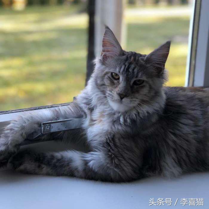 猫的外表特征,公的缅因猫有多帅
