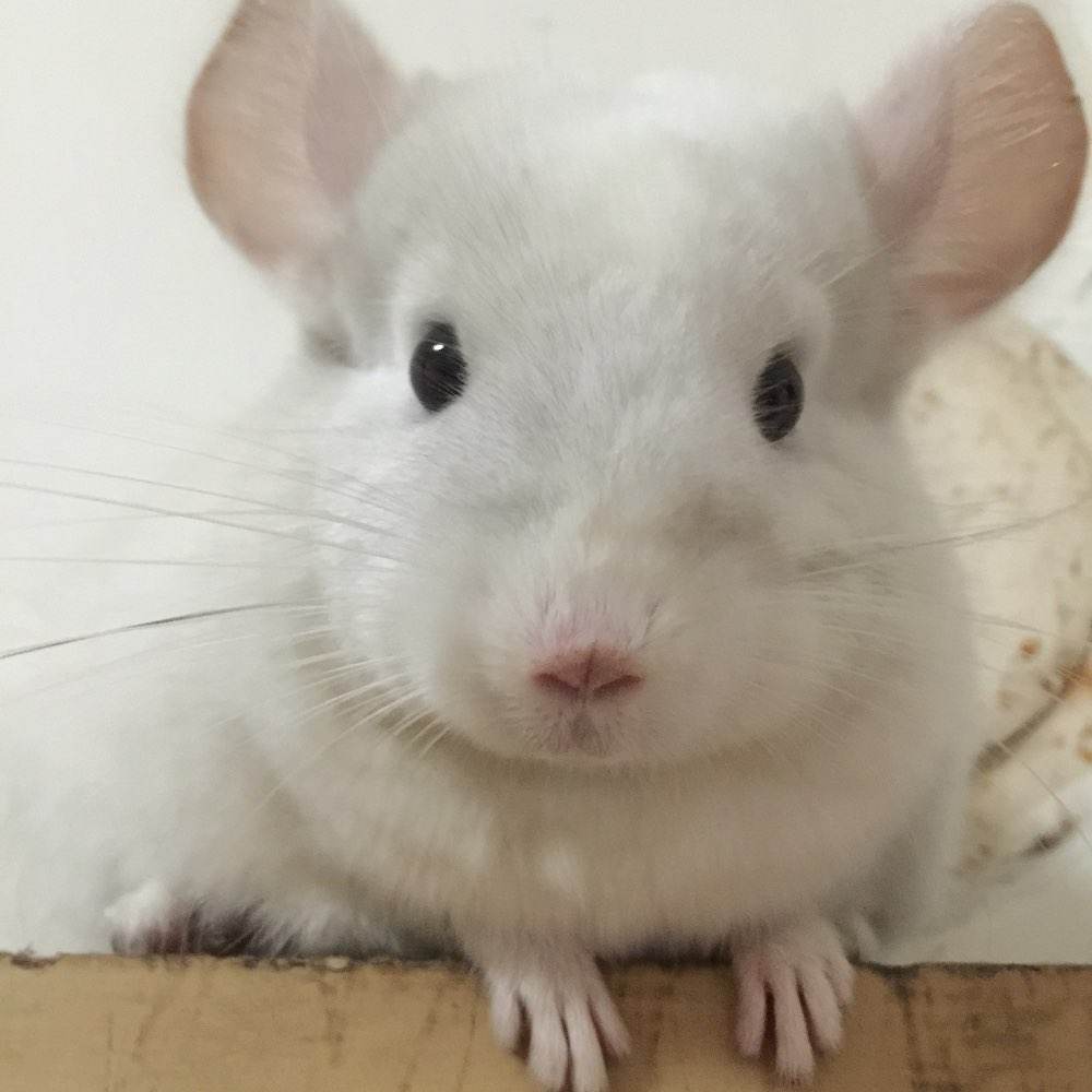 有什么小宠好养,新手适合养什么宠物小宠