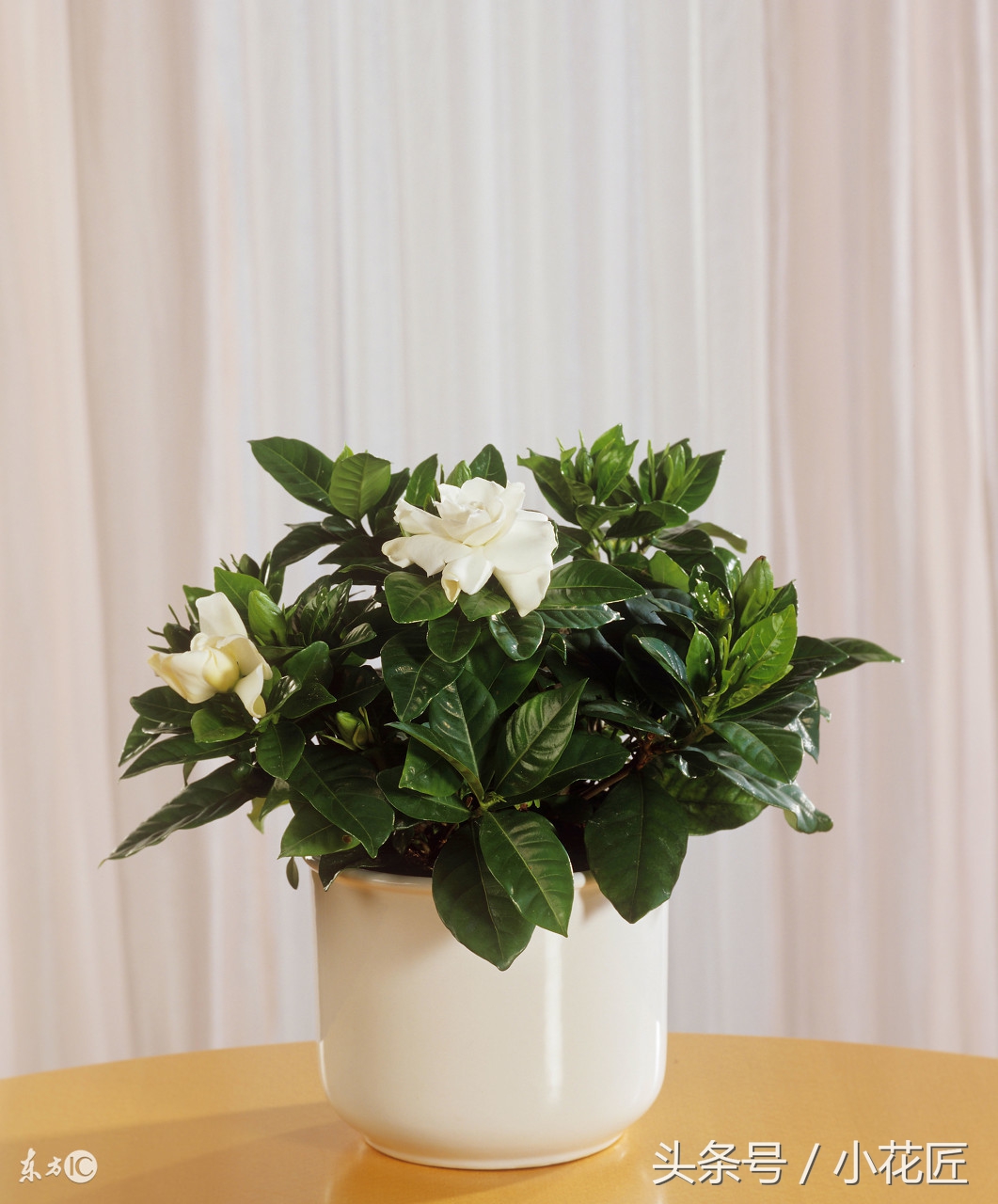 二十年地栽栀子花黄叶落叶怎么办,栀子花黄叶落叶的问题怎么解决