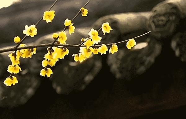 泸州看腊梅,又是一年赏梅季泸州梅花哪里赏