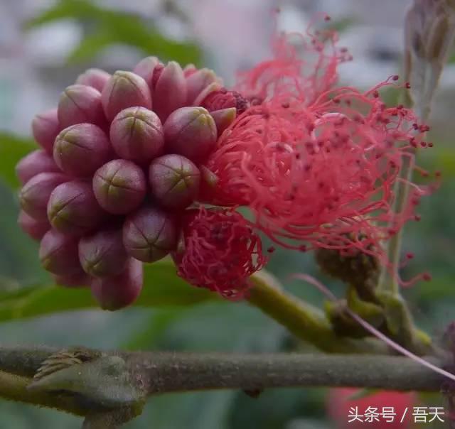 常见花卉盆栽图片大全及花名,常见园林花卉图片及名称简介