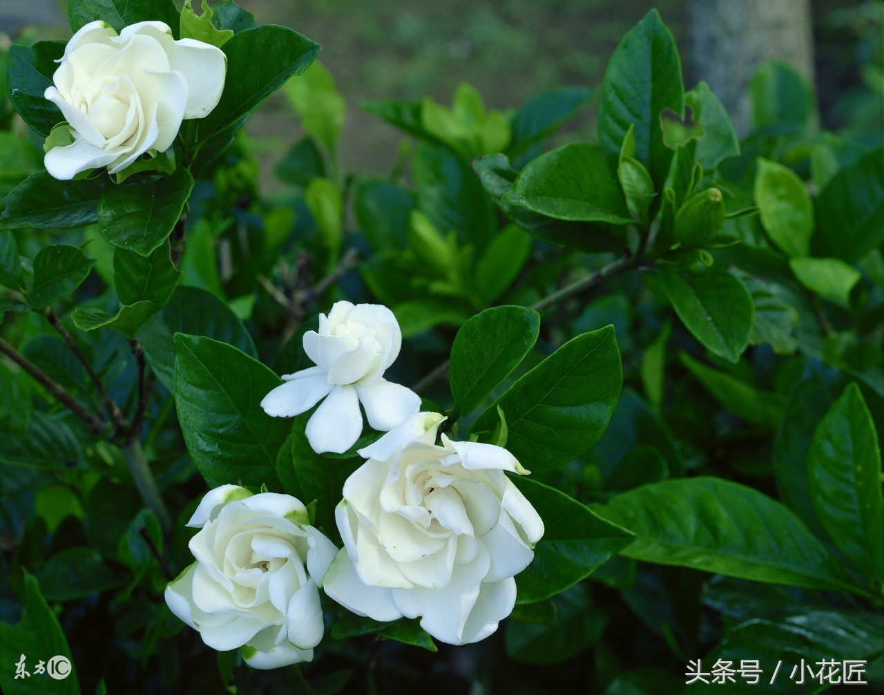 二十年地栽栀子花黄叶落叶怎么办,栀子花黄叶落叶的问题怎么解决