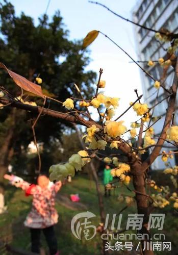 泸州看腊梅,又是一年赏梅季泸州梅花哪里赏