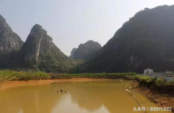 广东罗定“竹之森”携手䓣塘镇生态甲鱼，推动互联网+精准扶贫