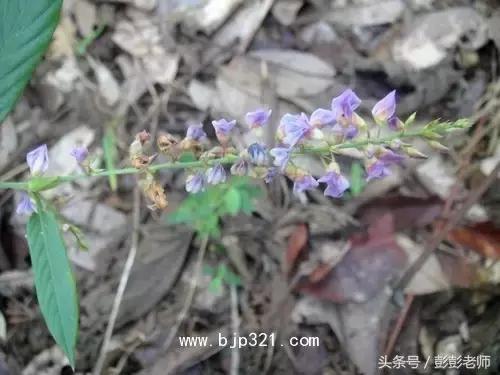 中药葫芦茶的功效与作用,跟老师每日一学草药