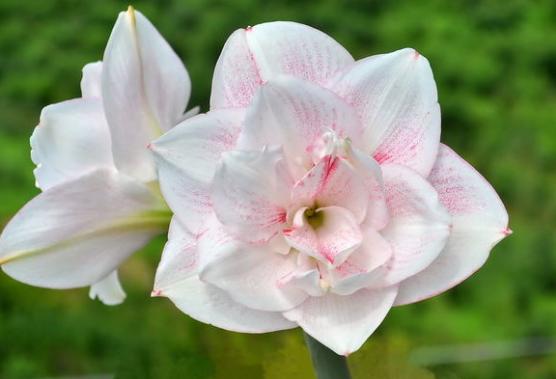 朱顶红冬天怎么养才能开花视频,朱顶红从零开始养护的教程