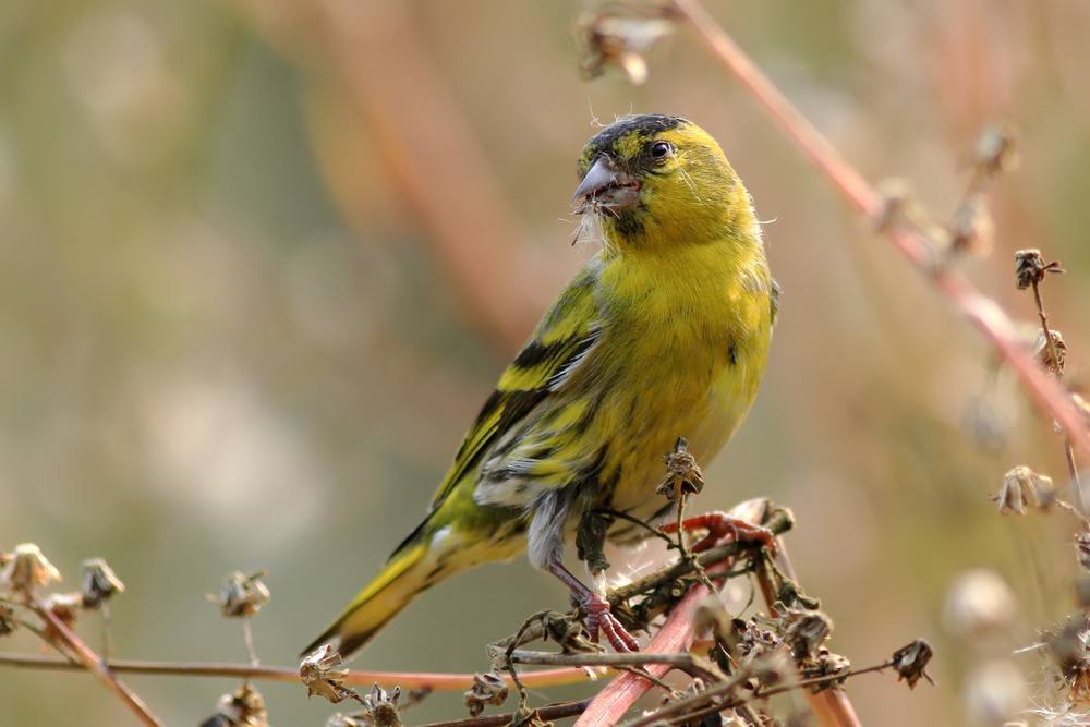 小型粘人的鸟类宠物有哪些,白领适合养什么宠物鸟类