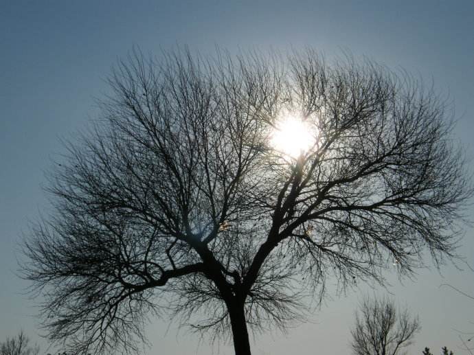 百年老树开枝散叶带出扶贫大产业,百年老树开枝散叶带出扶贫产业