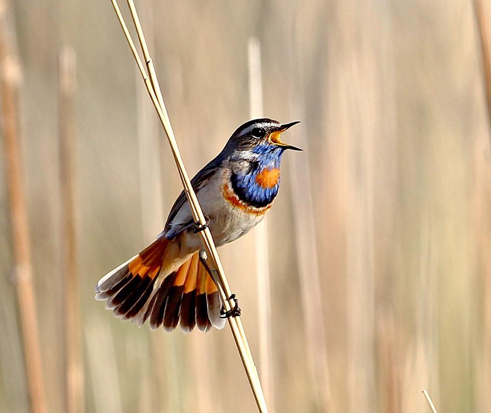 小型粘人的鸟类宠物有哪些,白领适合养什么宠物鸟类