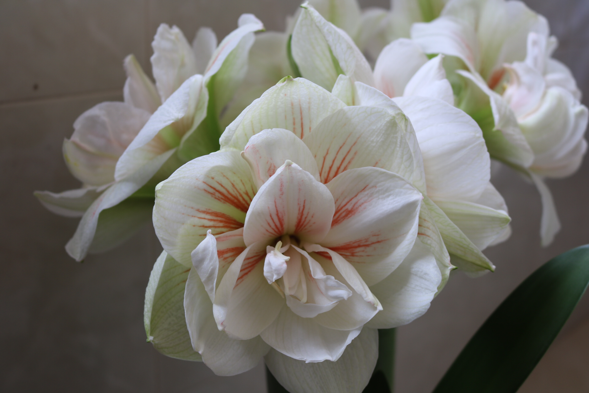 朱顶红冬天怎么养才能开花视频,朱顶红从零开始养护的教程