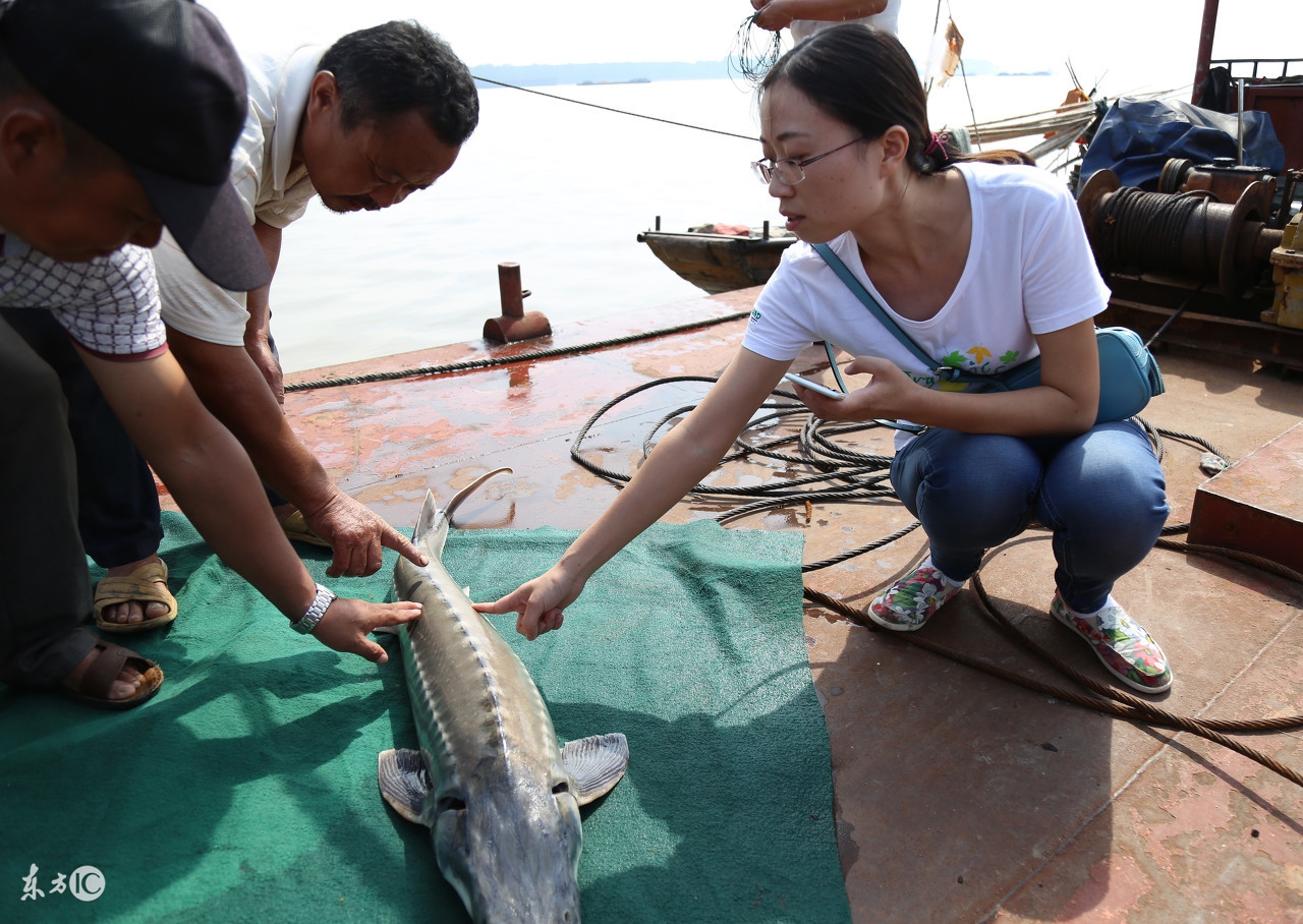 鱼子酱世界顶级美味,鱼子酱美味的原因