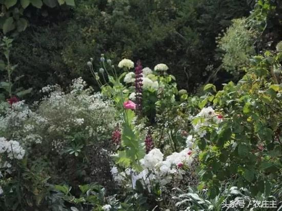 两位英国园艺师却将他们最好的作品留给了自己