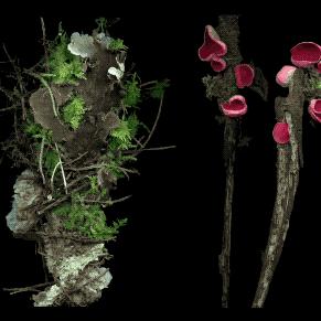 两位英国园艺师却将他们最好的作品留给了自己