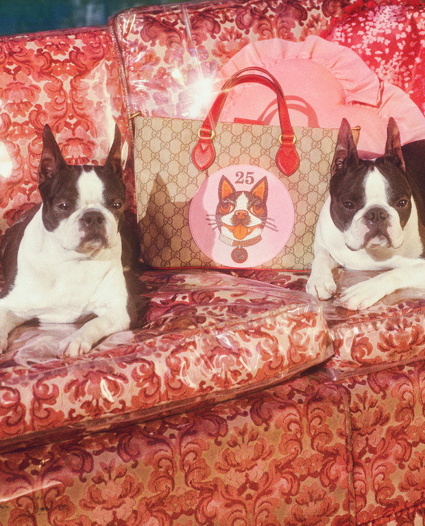 古驰小狗短袖,古驰小狗