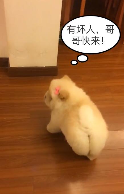 一条会怼主人的狗狗，松狮：吃不到鸡腿，狗生还有什么意义