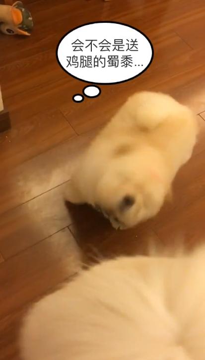 一条会怼主人的狗狗，松狮：吃不到鸡腿，狗生还有什么意义