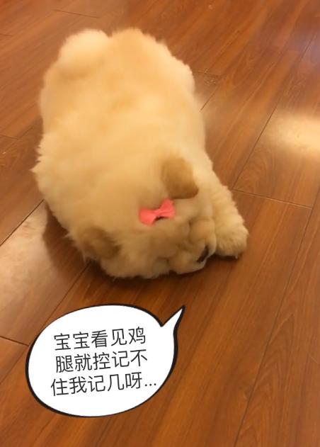 一条会怼主人的狗狗，松狮：吃不到鸡腿，狗生还有什么意义