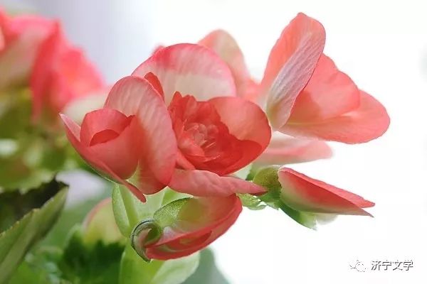 芳华散文摘抄,刹那芳华散文经典