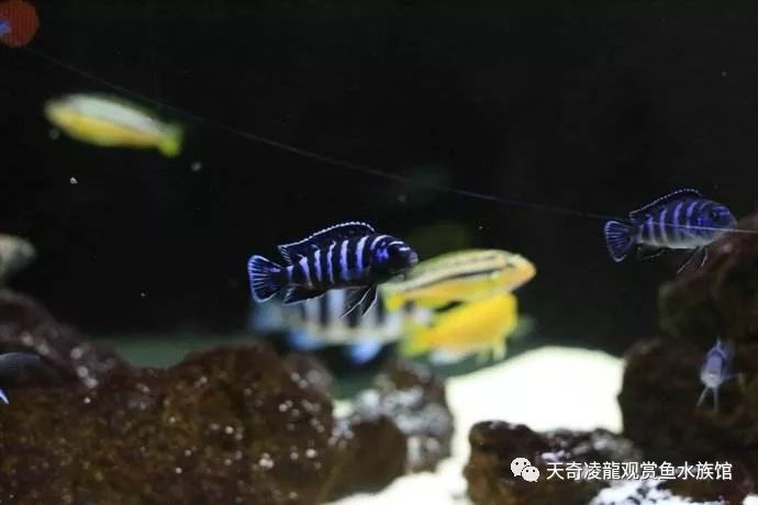 三湖缸怎么样,三湖缸是什么水质