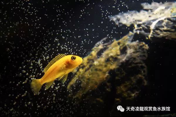 三湖缸怎么样,三湖缸是什么水质