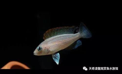 三湖缸怎么样,三湖缸是什么水质