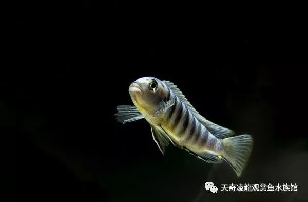 三湖缸怎么样,三湖缸是什么水质