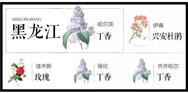 盘点史上最全中国各城市市花,中国各大城市的市花分别是什么