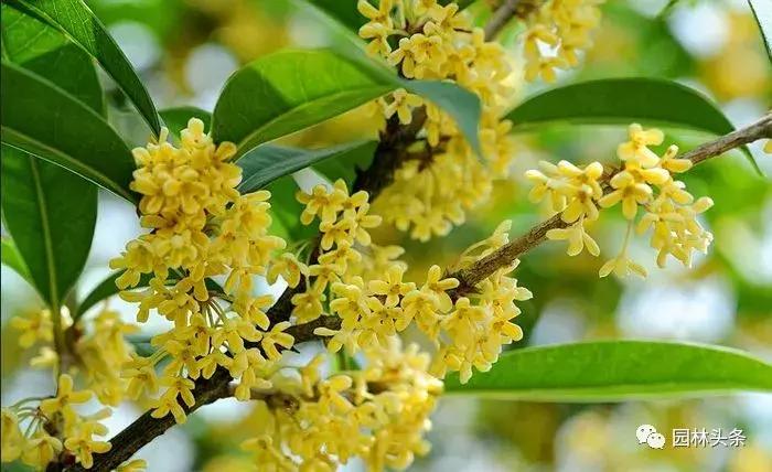 盘点史上最全中国各城市市花,中国各大城市的市花分别是什么