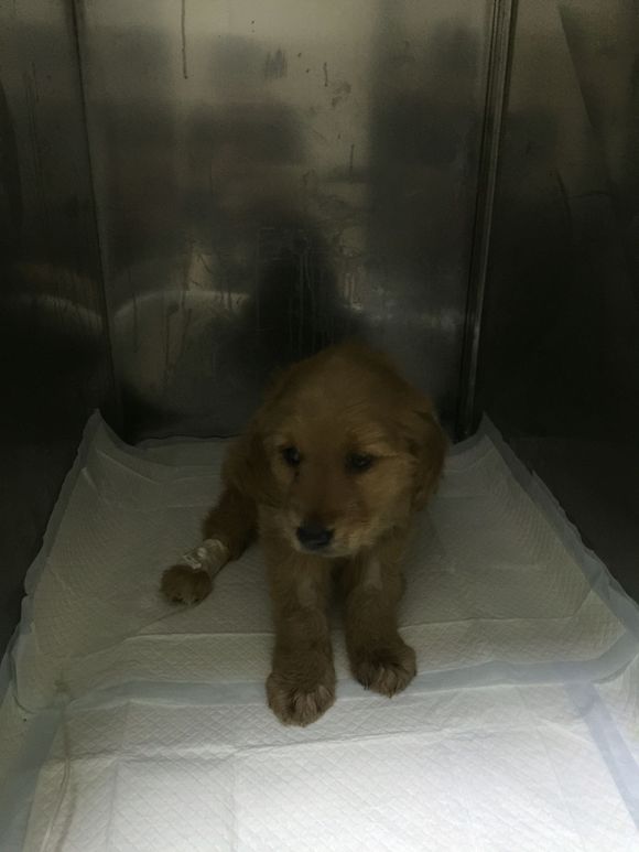 金毛得了细小治愈后还能继续养吗,两个月金毛得了细小冠状该放弃吗