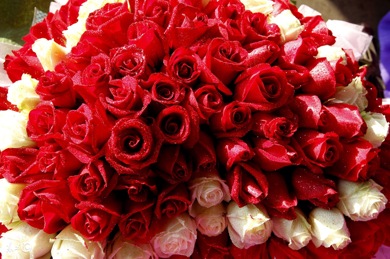 花店买的玫瑰花基本都是月季吗,在花店买的玫瑰拿回家该怎么养