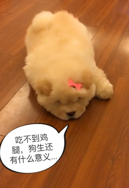 一条会怼主人的狗狗，松狮：吃不到鸡腿，狗生还有什么意义