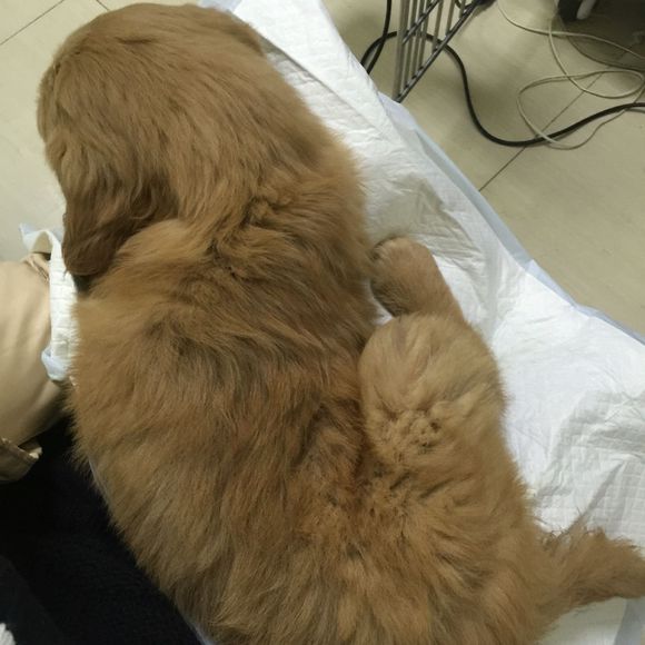 金毛得了细小治愈后还能继续养吗,两个月金毛得了细小冠状该放弃吗