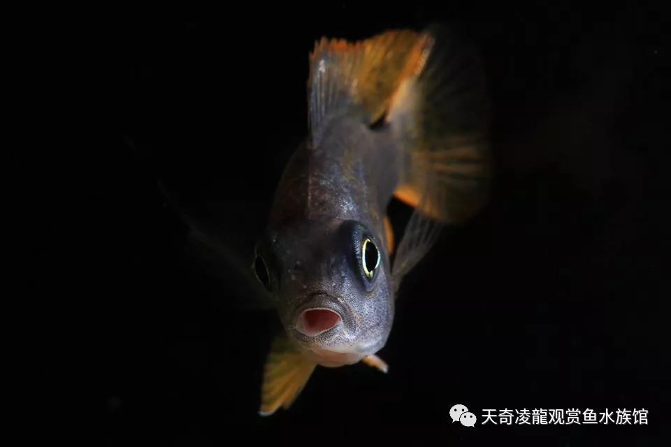 三湖缸怎么样,三湖缸是什么水质