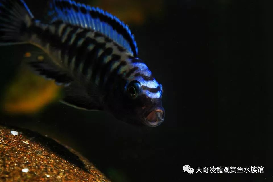 三湖缸怎么样,三湖缸是什么水质