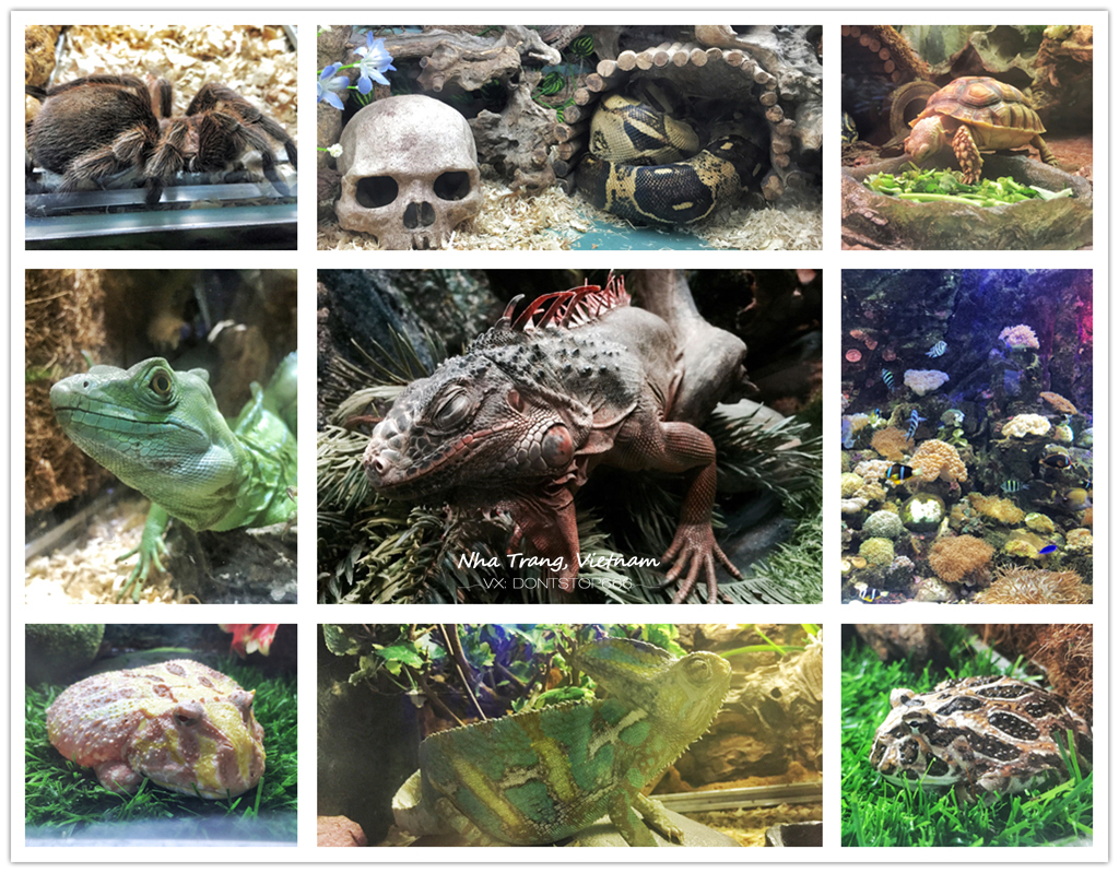 芽庄大海之旅,芽庄海上之旅