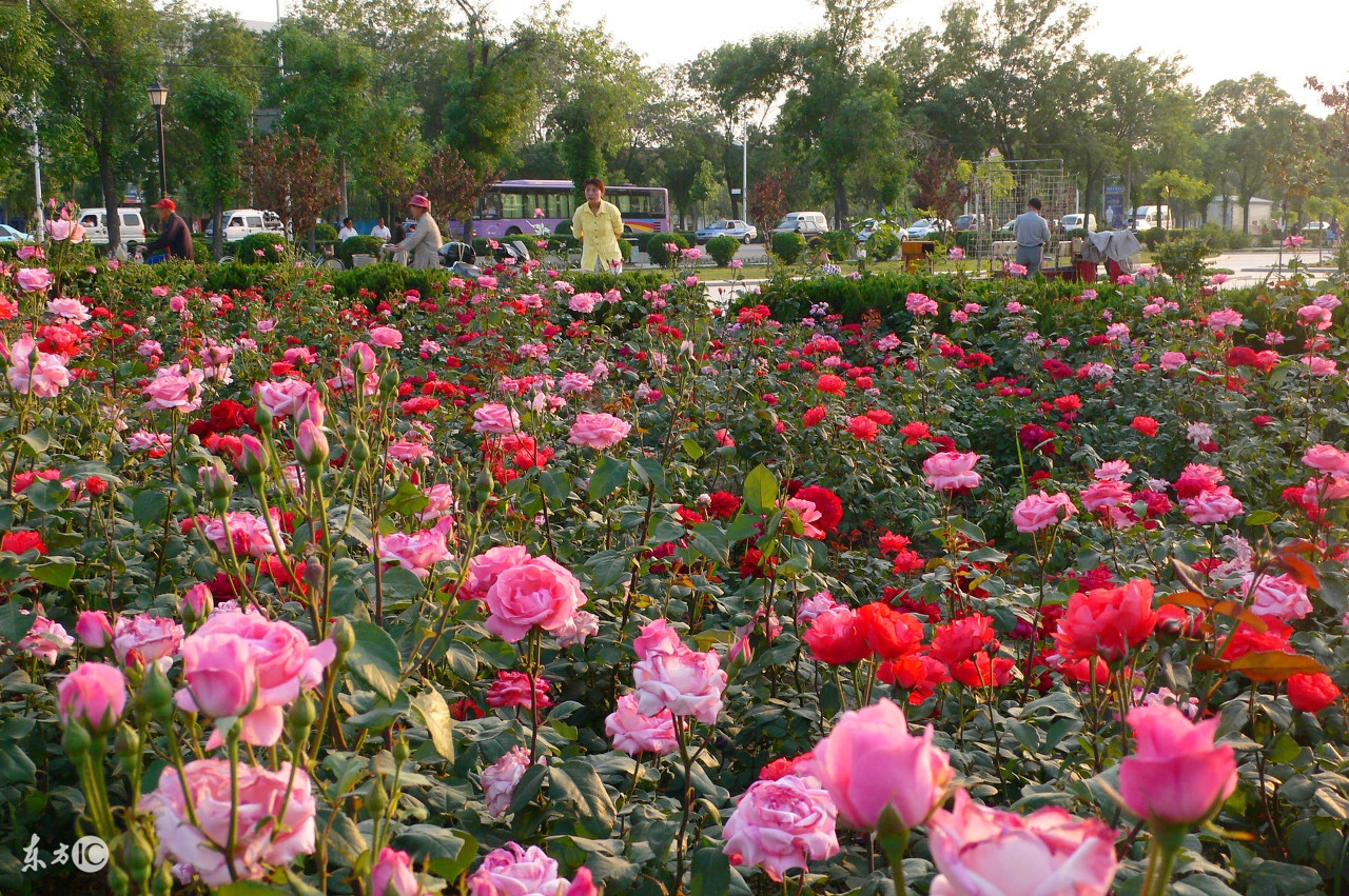 花店买的玫瑰花基本都是月季吗,在花店买的玫瑰拿回家该怎么养
