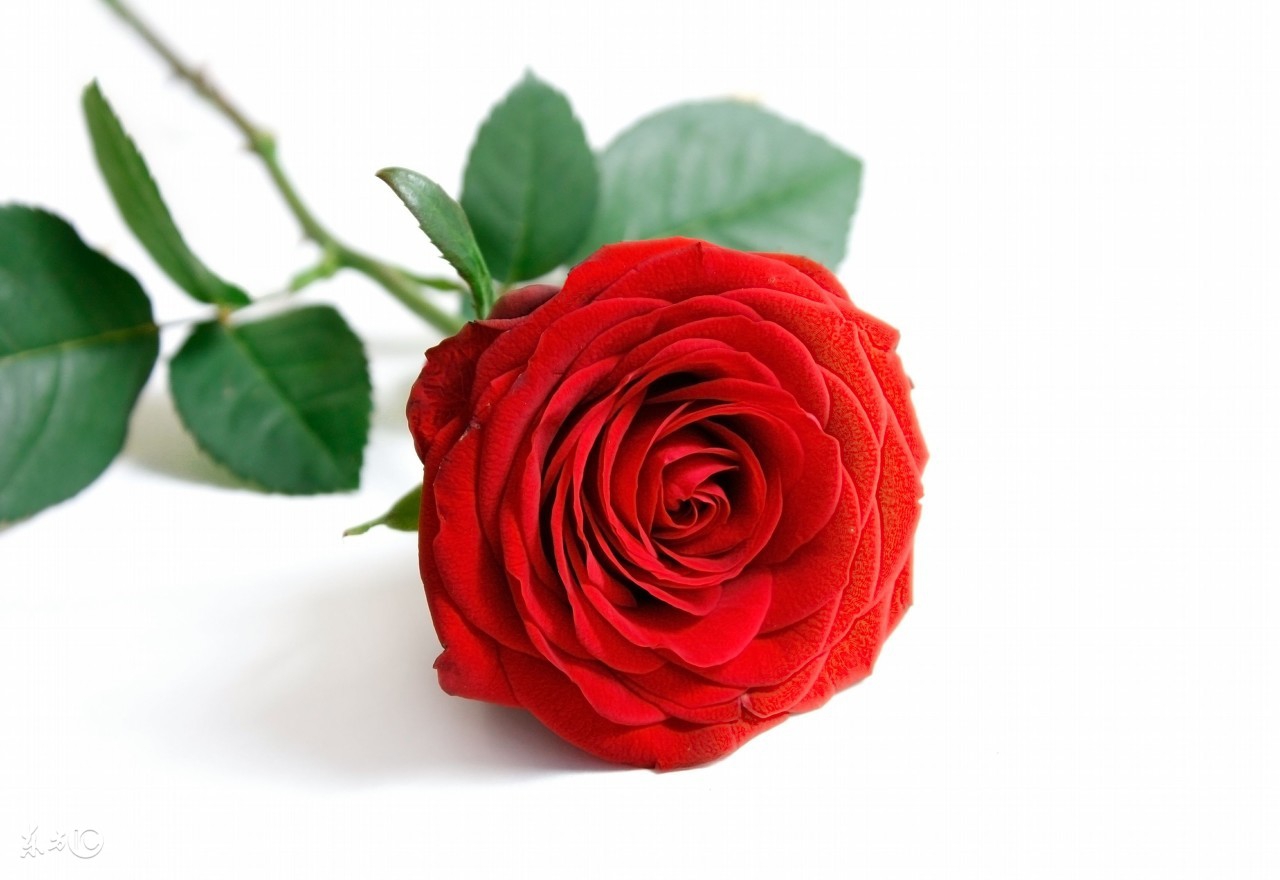 花店买的玫瑰花基本都是月季吗,在花店买的玫瑰拿回家该怎么养