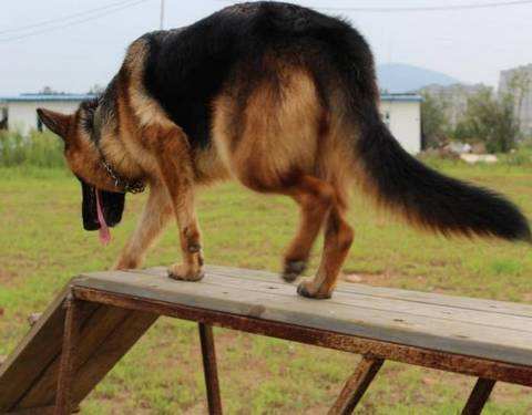 短毛德牧与长毛德牧配狗可以吗,德牧长毛智商高还是短毛德牧高