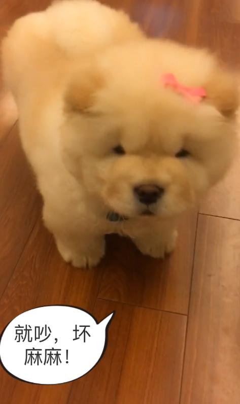 一条会怼主人的狗狗，松狮：吃不到鸡腿，狗生还有什么意义