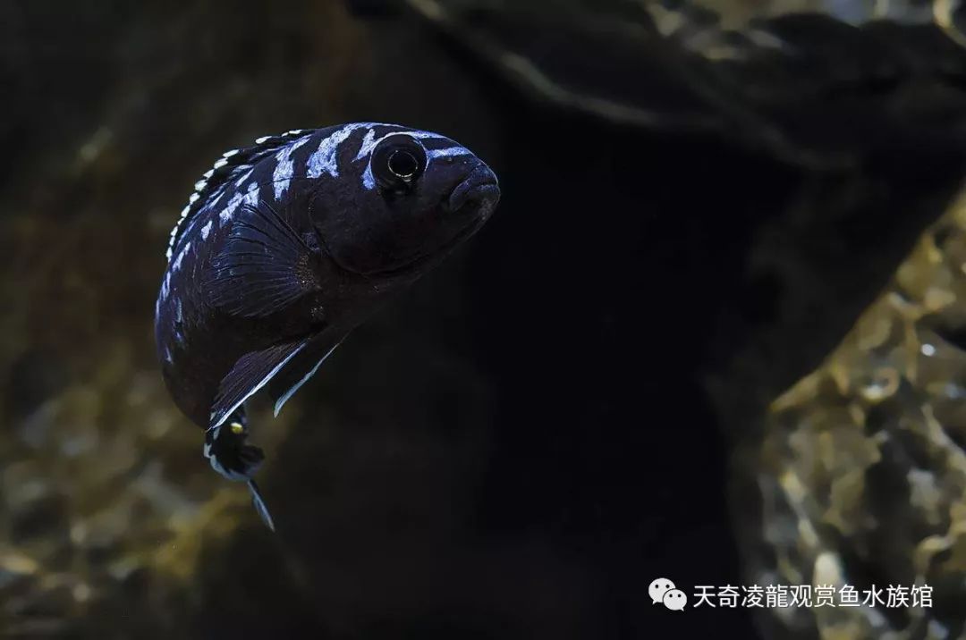 三湖缸怎么样,三湖缸是什么水质