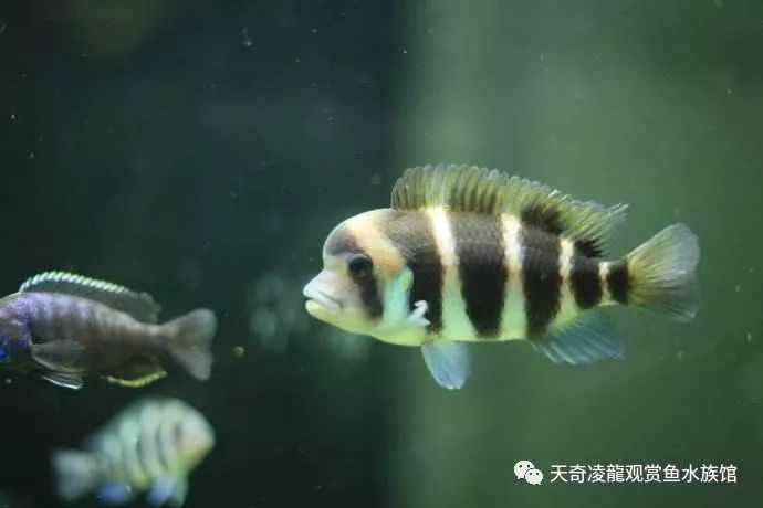 三湖缸怎么样,三湖缸是什么水质