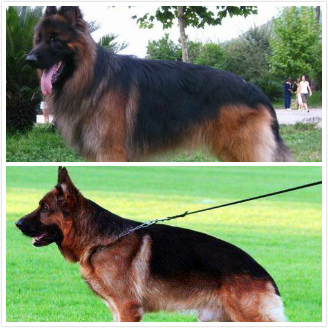 短毛德牧与长毛德牧配狗可以吗,德牧长毛智商高还是短毛德牧高