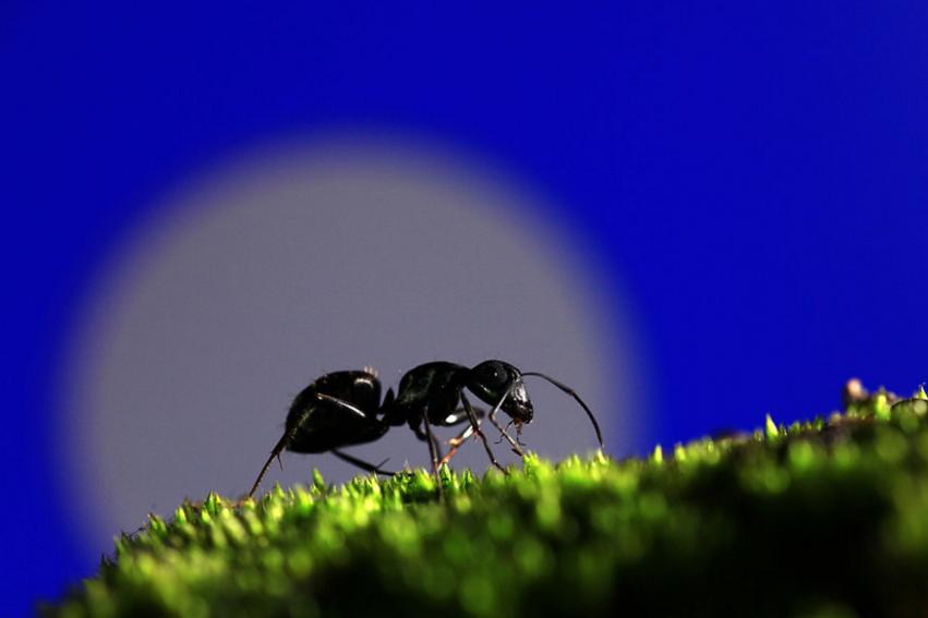 顾城的门前读诗,顾城的经典诗句感悟