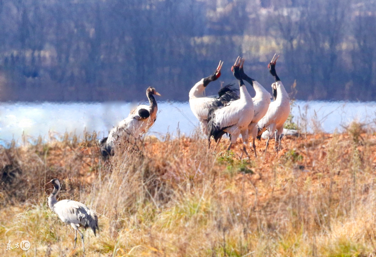 提高鹅产蛋率用什么药好,喂什么提高鸽子产蛋量