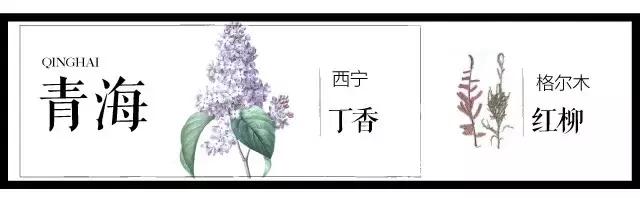 盘点史上最全中国各城市市花,中国各大城市的市花分别是什么